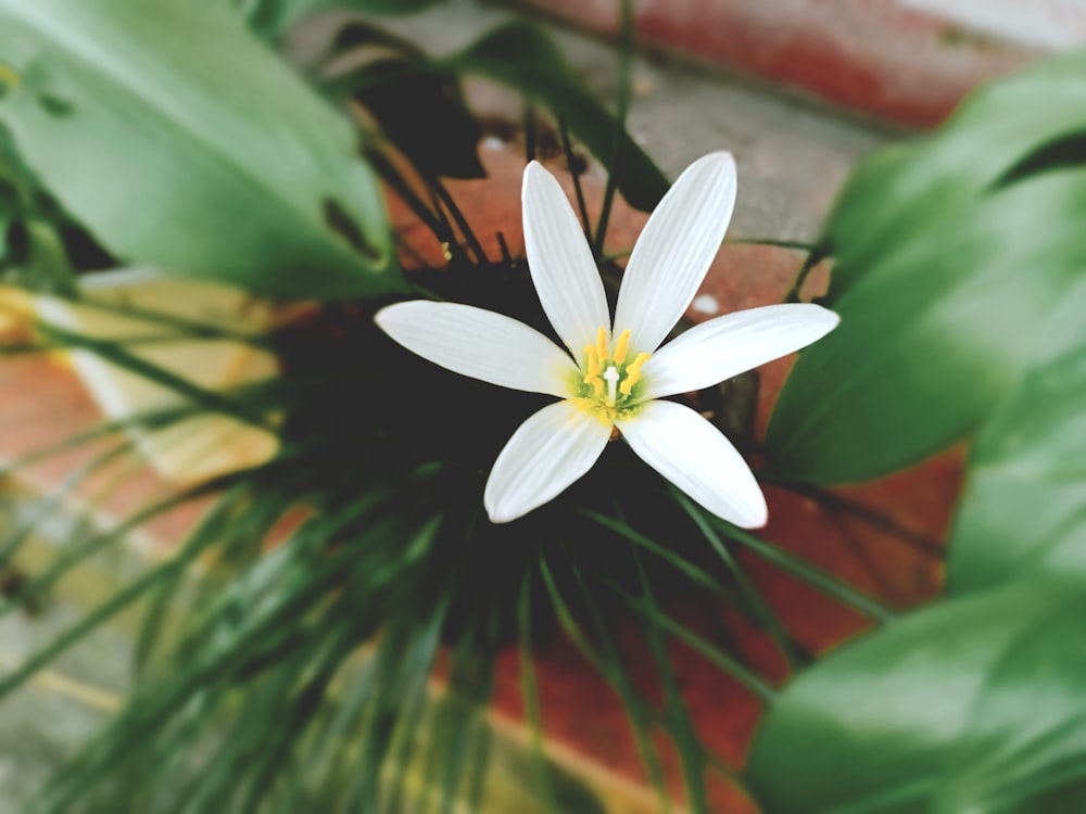 white flower in pot beside brick wall