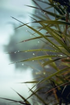 Close-up of dew drops on lush green leaves with misty hills blurred in background.