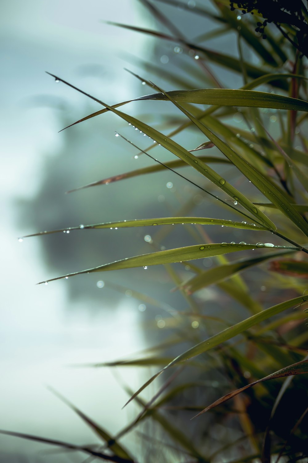 green leaf plant