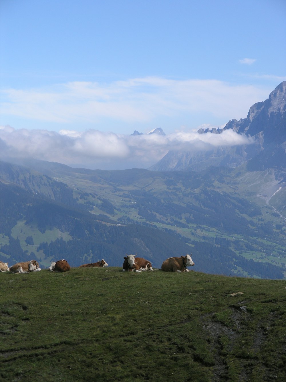 herd of cow on green grass under blue sky