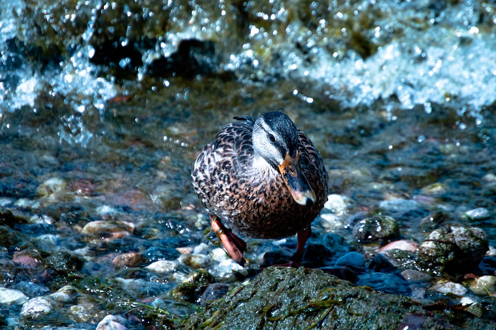 foto de closeup de pato