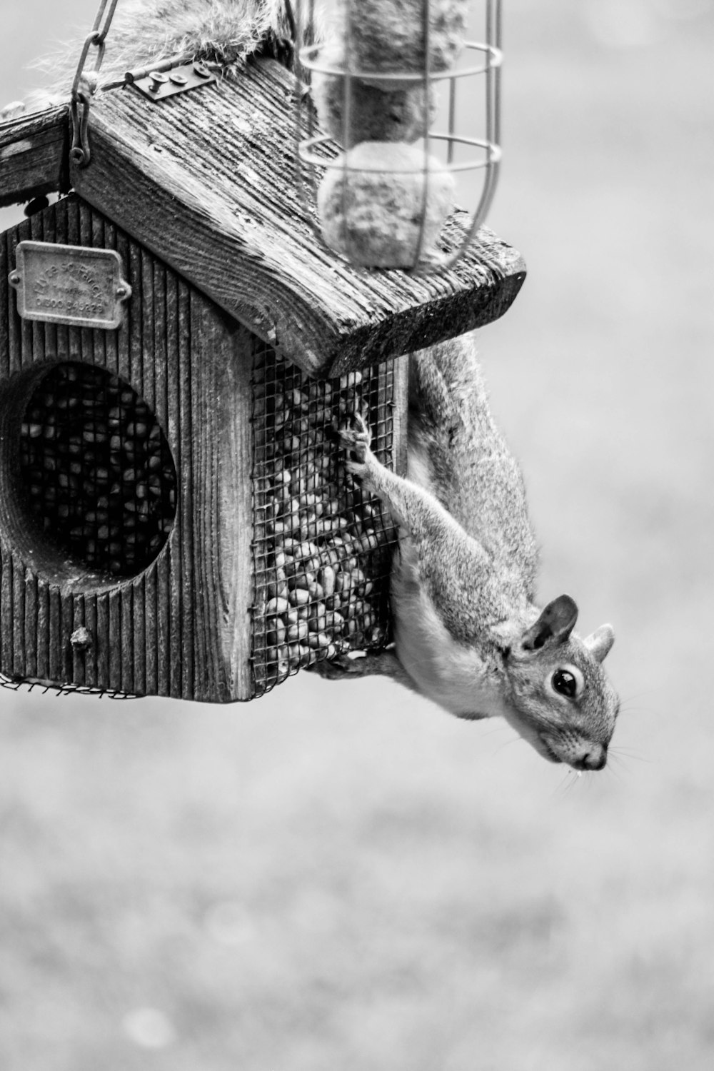 greyscale photography of rodent on case