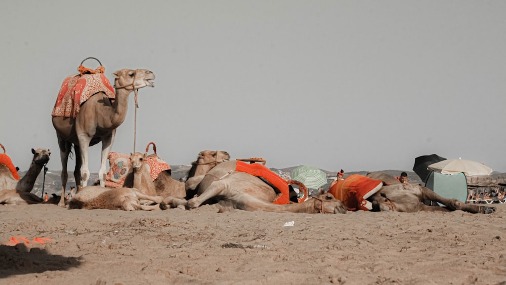 Ruskeat kamelit aavikolla päivällä