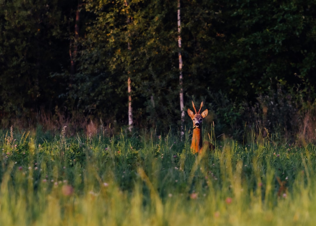 brown deer