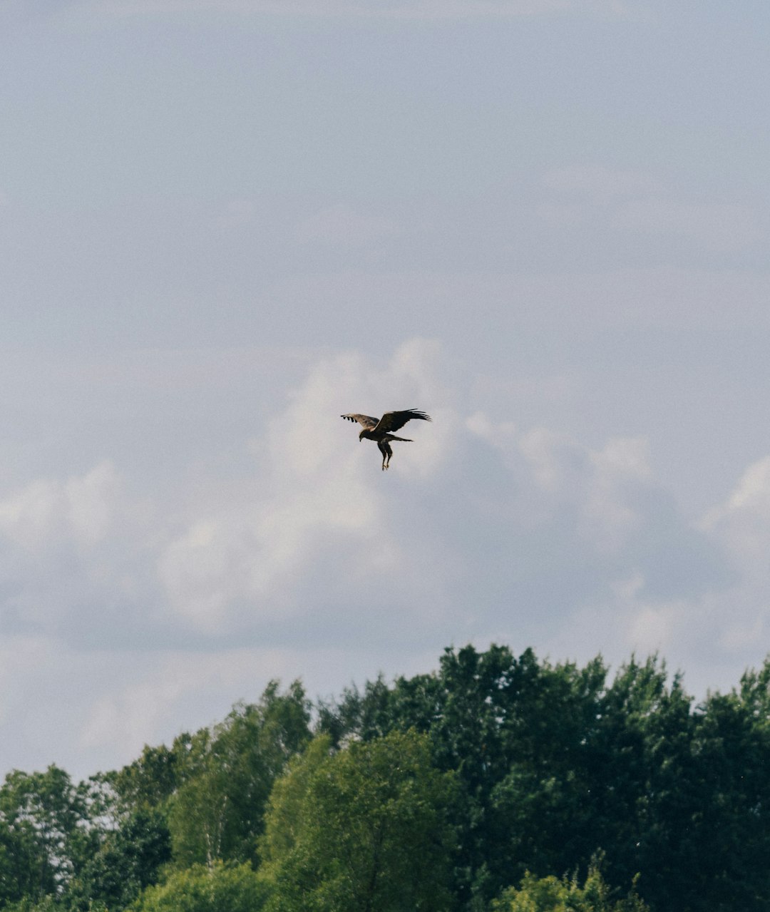 flying bird over trees