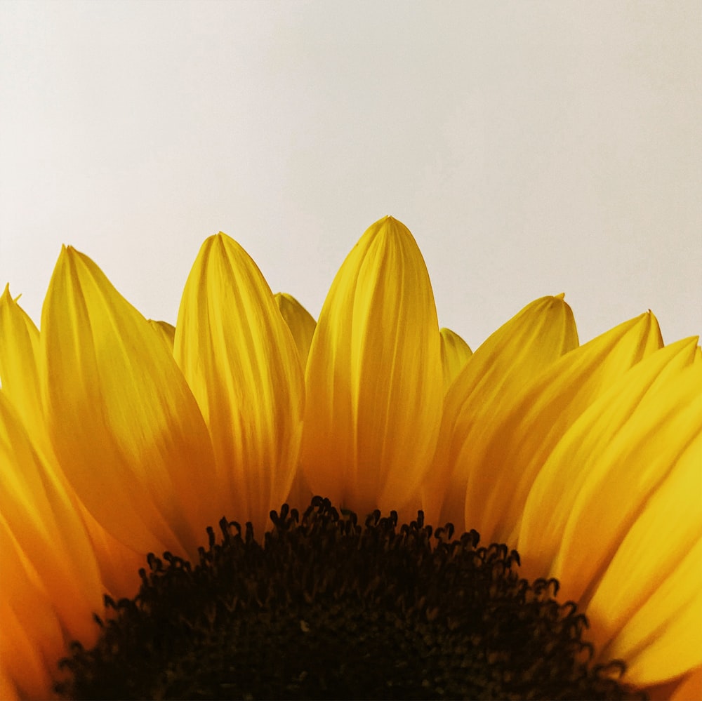 macro photography of blooming yellow sunflower