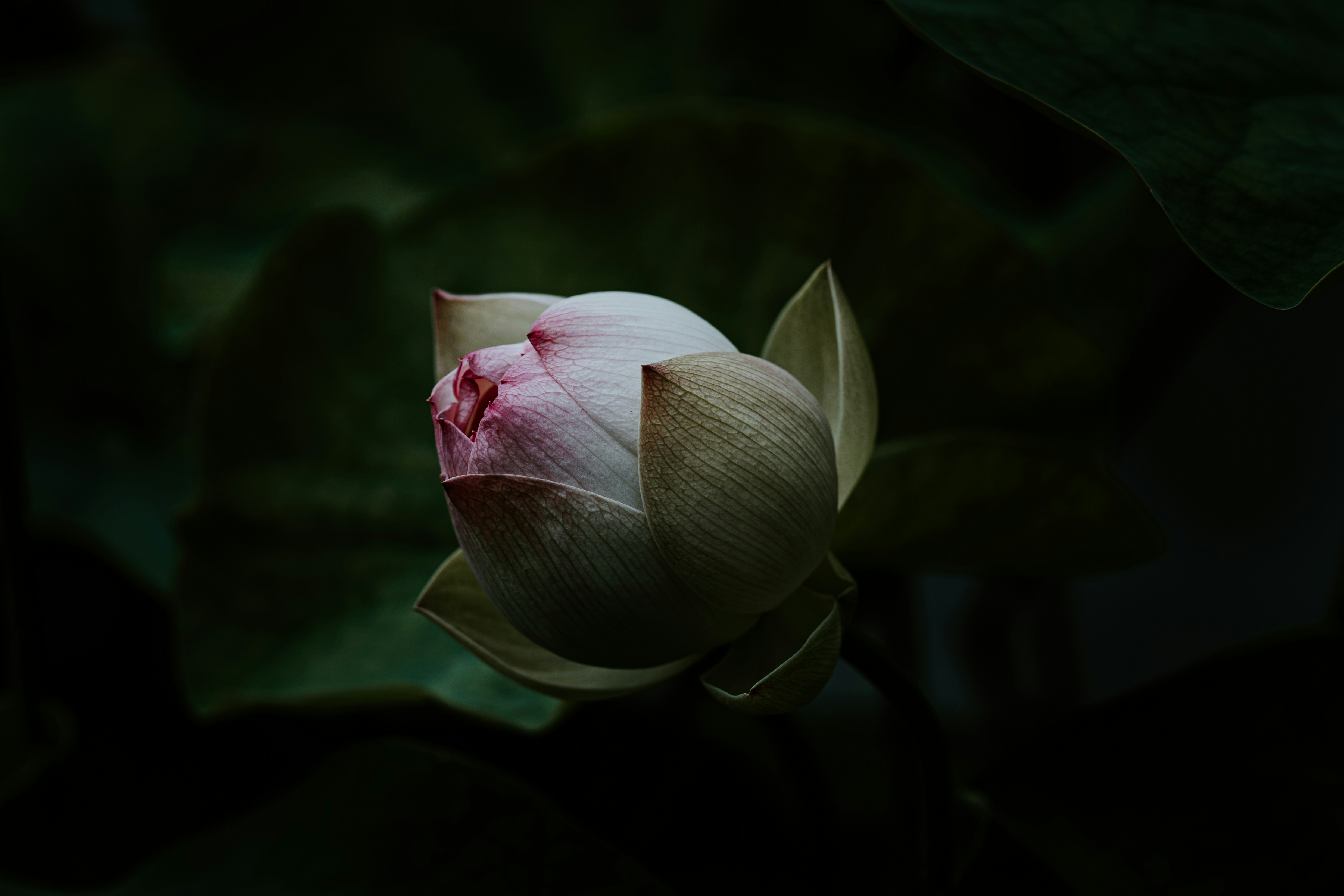 A flower surrounded by darkness, poised to bloom.