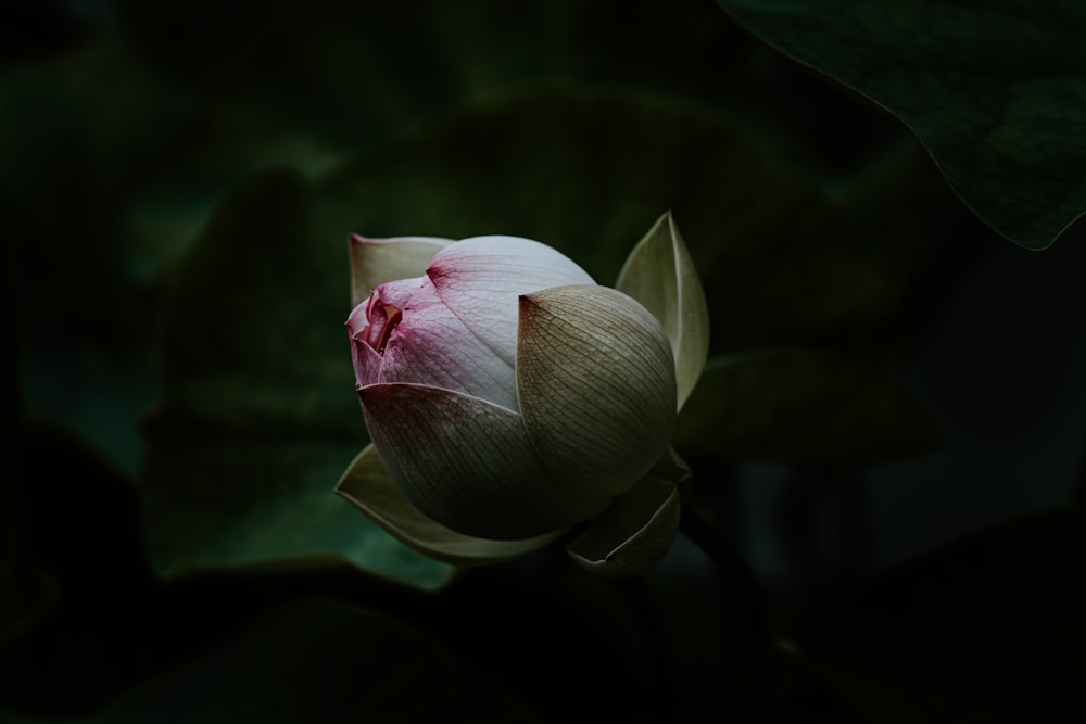 white and red-petaled flower