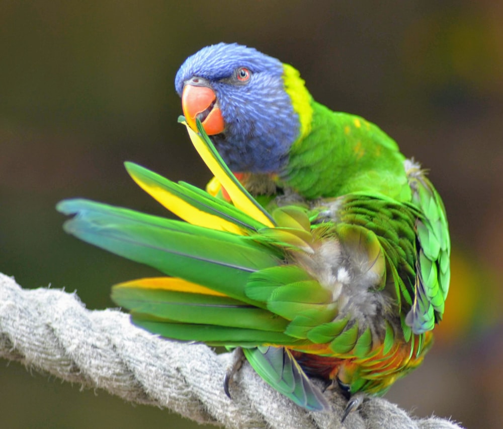 bird perched on branch