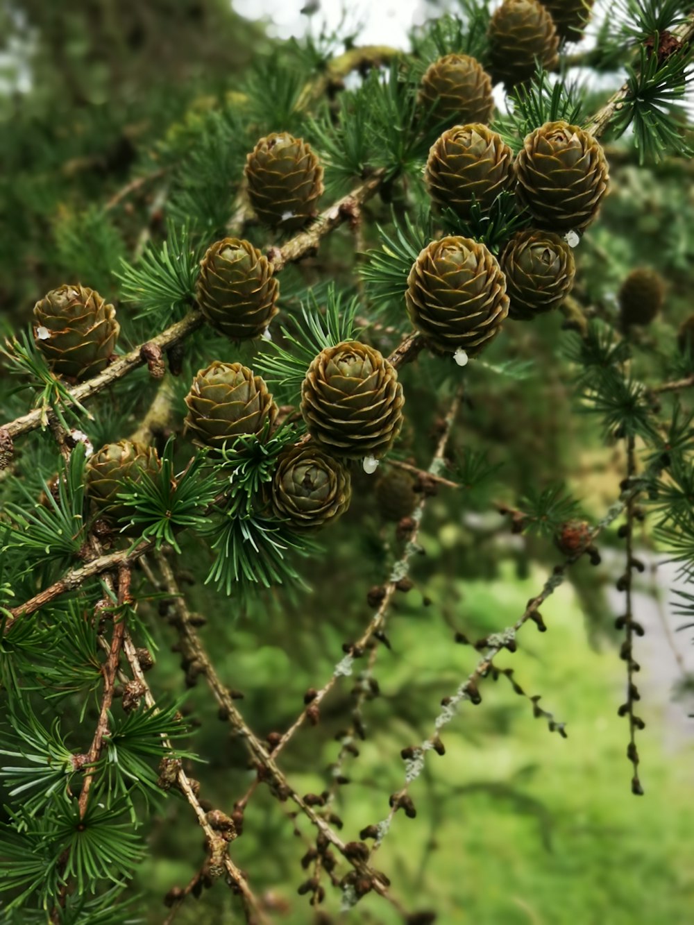 shallow focus photo of brown flowers