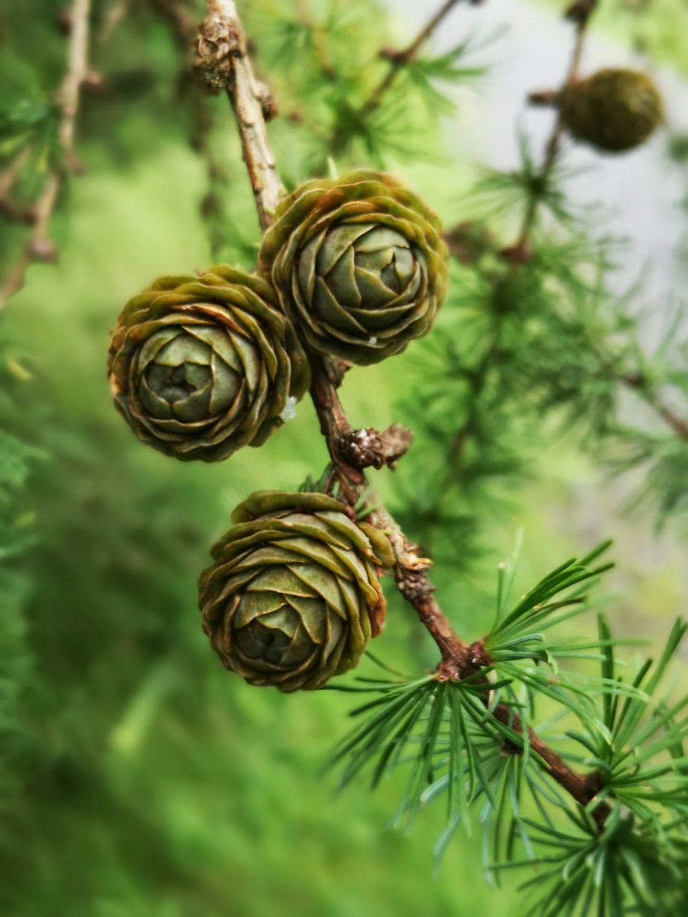 macro photography of green pinecones