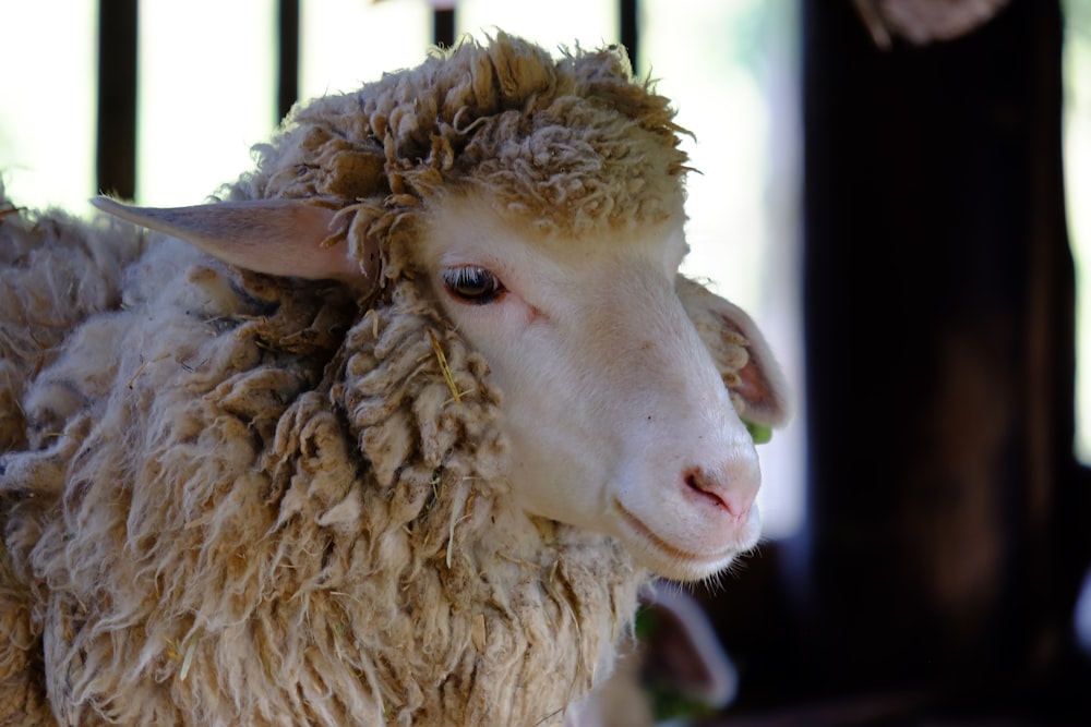 moutons blancs