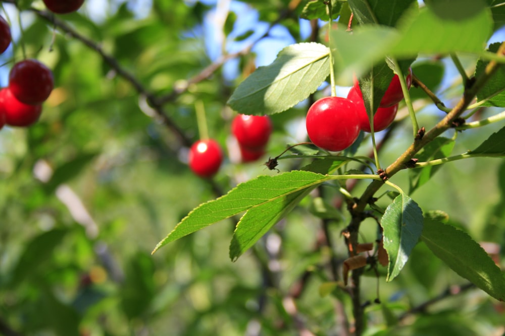 red cherries