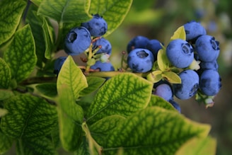 selective focus photography of blue berries