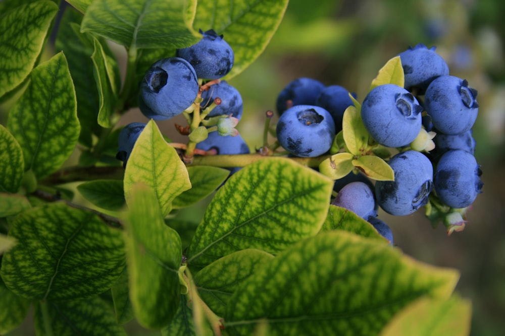 selective focus photography of blue berries
