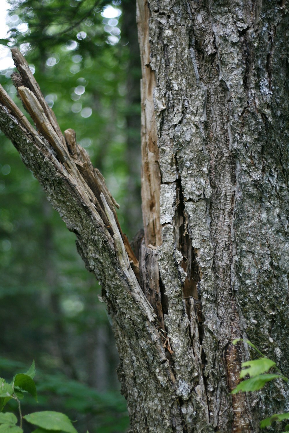 selective focus photography of tree during daytime