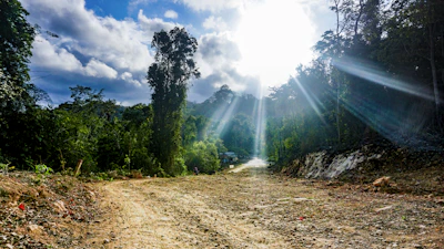 Dirt road leading into a sunny lot surrounded by tall trees.
