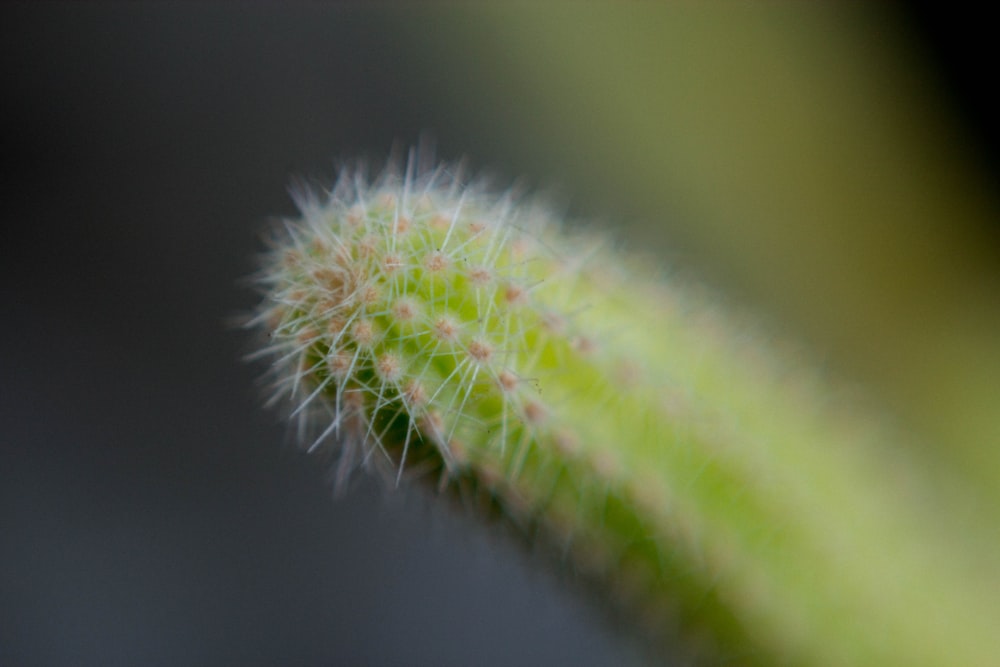 close up photography of cactus plant