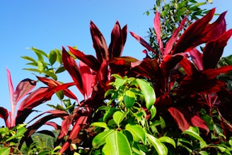 A vibrant garden with tropical plants and flowers under a clear blue sky.