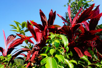 A vibrant photo of lush Indonesian spice plantations under a clear blue sky.