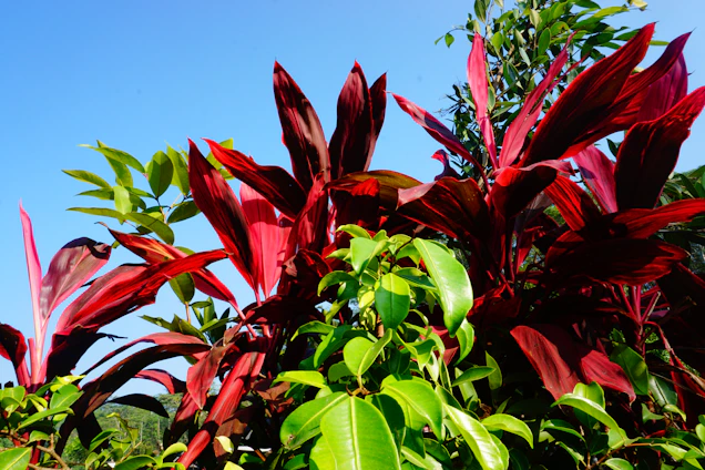 A vibrant photo of lush Indonesian spice plantations under a clear blue sky.