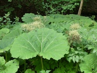 Large, broad green leaves cover the ground, surrounded by smaller plants and some bushes. Light-colored, flower-like clusters appear above the foliage, hinting at their delicate nature. The scene is lush and vibrant, indicating a dense, natural habitat in a forest setting.