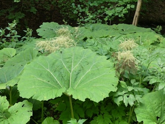 Large, broad green leaves cover the ground, surrounded by smaller plants and some bushes. Light-colored, flower-like clusters appear above the foliage, hinting at their delicate nature. The scene is lush and vibrant, indicating a dense, natural habitat in a forest setting.