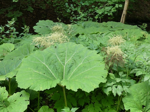 Large, broad green leaves cover the ground, surrounded by smaller plants and some bushes. Light-colored, flower-like clusters appear above the foliage, hinting at their delicate nature. The scene is lush and vibrant, indicating a dense, natural habitat in a forest setting.