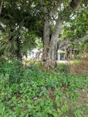 A large tree with a thick trunk and dense canopy of green leaves is surrounded by lush greenery and small plants on the ground. In the background, a structure with a corrugated metal roof is partially visible through the foliage. The scene is filled with vegetation, indicating a natural, forested environment.