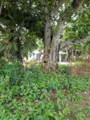 A large tree with a thick trunk and dense canopy of green leaves is surrounded by lush greenery and small plants on the ground. In the background, a structure with a corrugated metal roof is partially visible through the foliage. The scene is filled with vegetation, indicating a natural, forested environment.