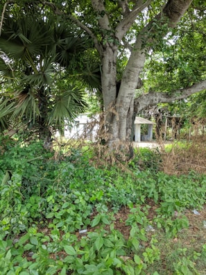 A large tree with a thick trunk and dense canopy of green leaves is surrounded by lush greenery and small plants on the ground. In the background, a structure with a corrugated metal roof is partially visible through the foliage. The scene is filled with vegetation, indicating a natural, forested environment.