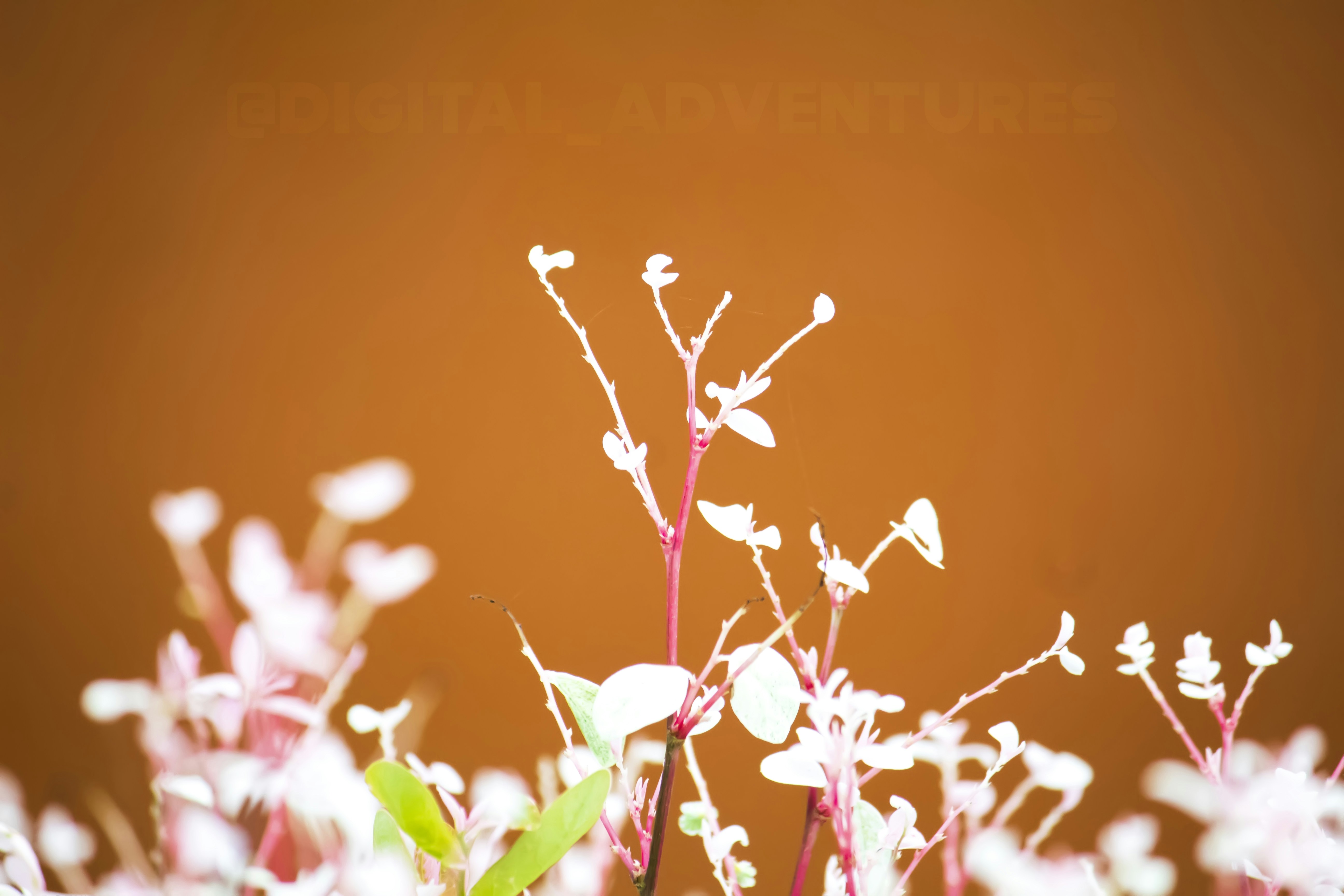 Photo by avinash_123