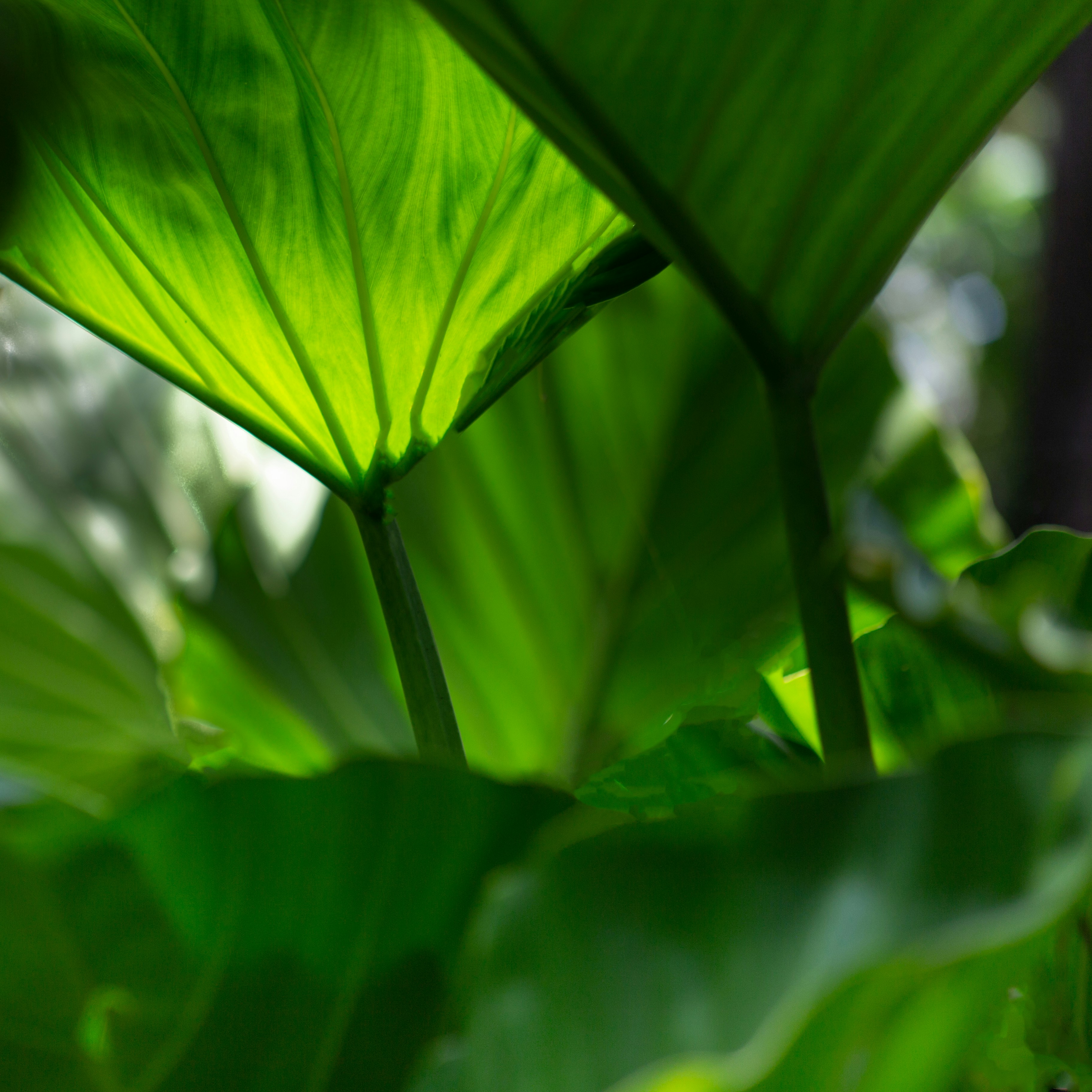 Photo by hectorfalcon