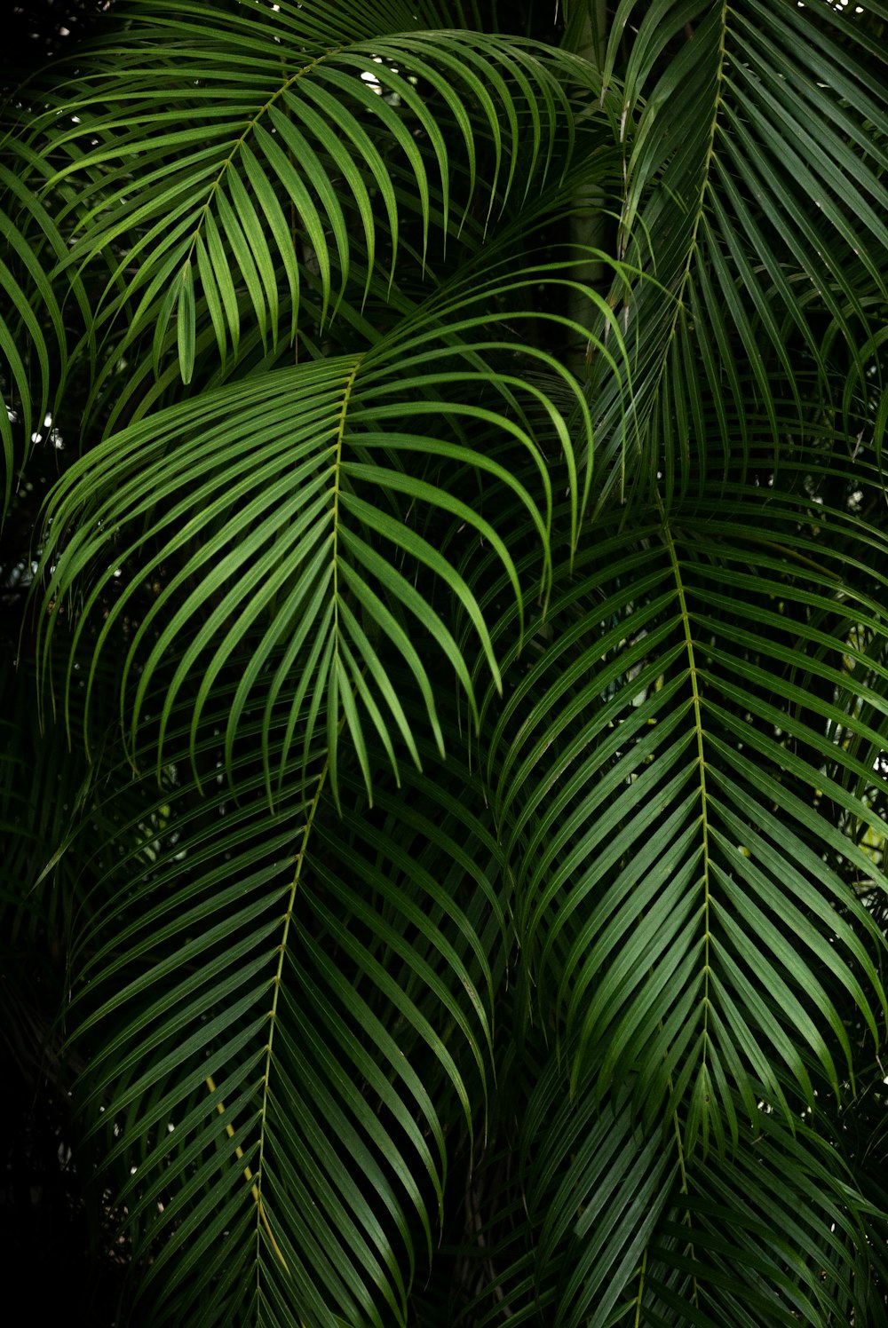 green-leafed plant