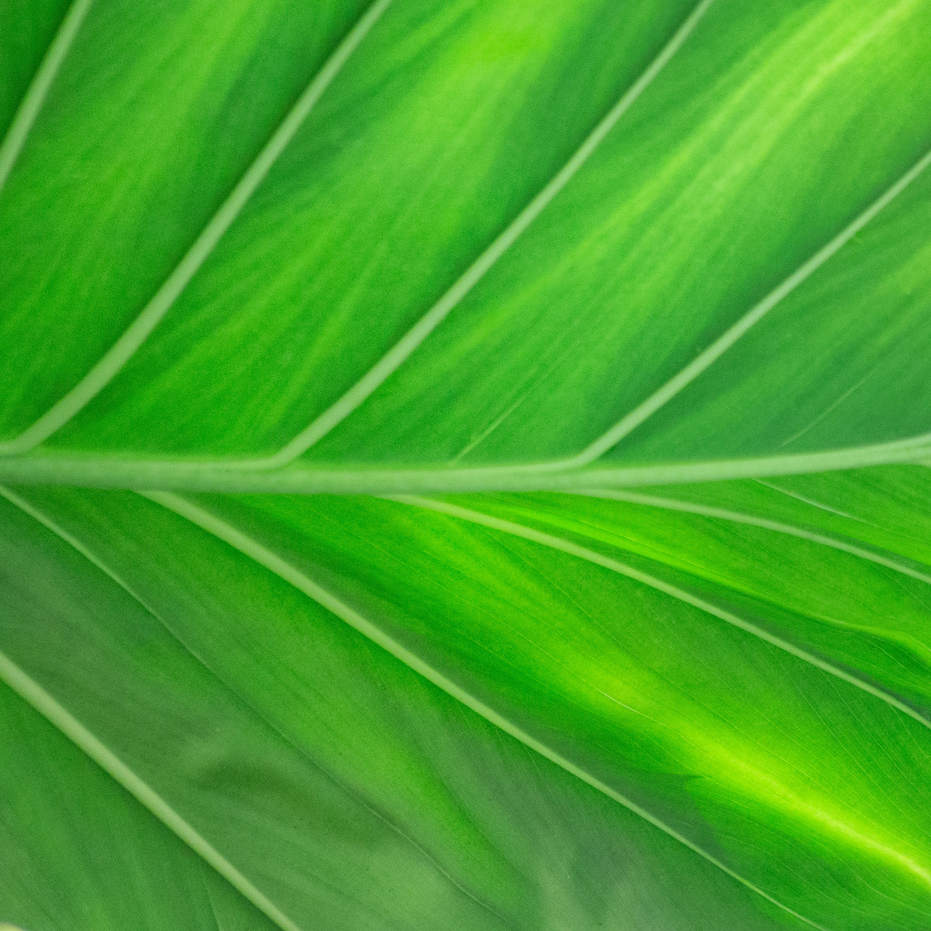 Photo by hectorfalcon