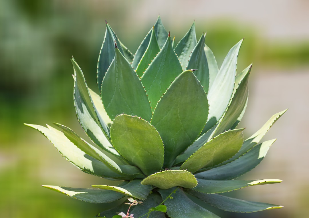 green linear leafed plant