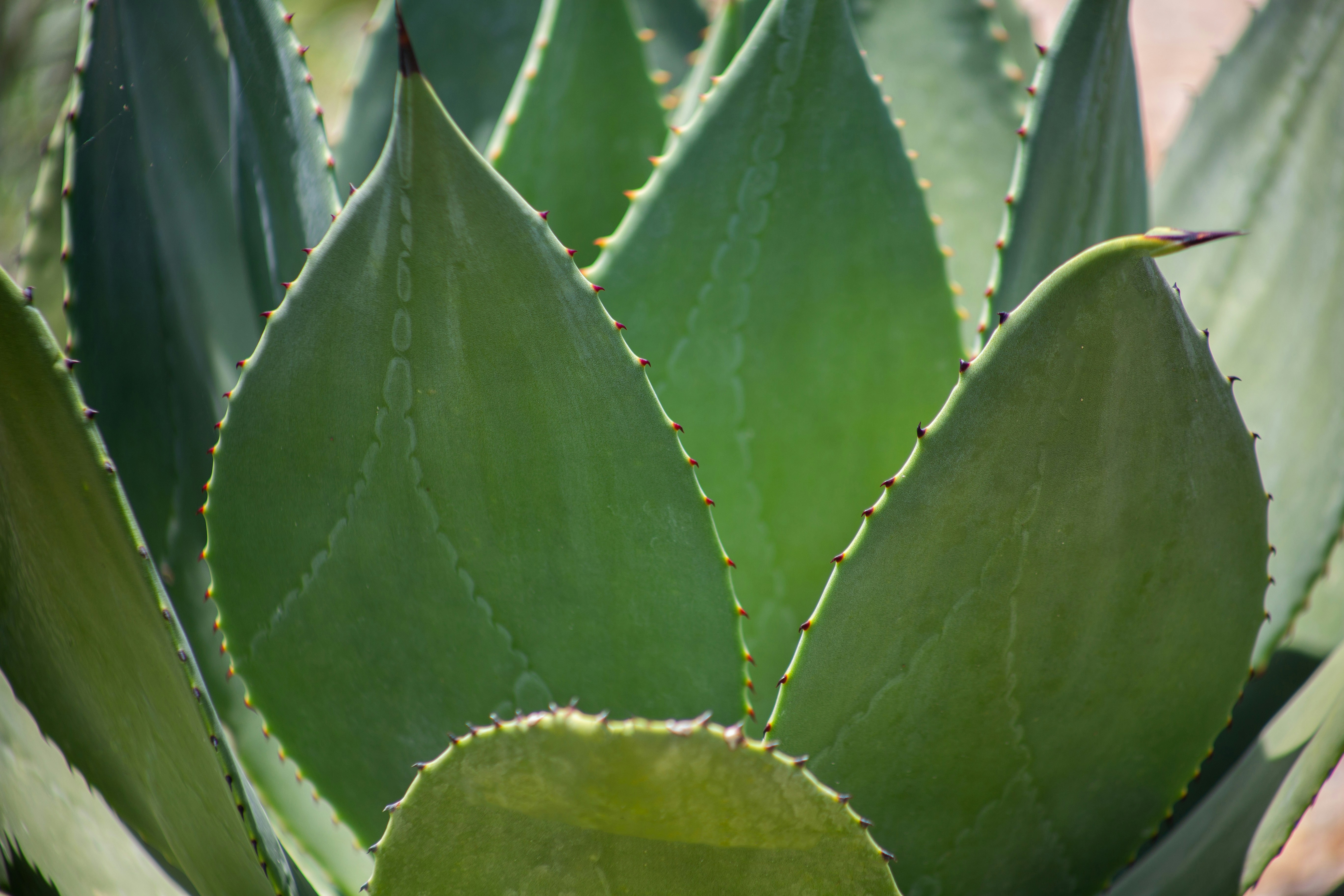 Photo by hectorfalcon