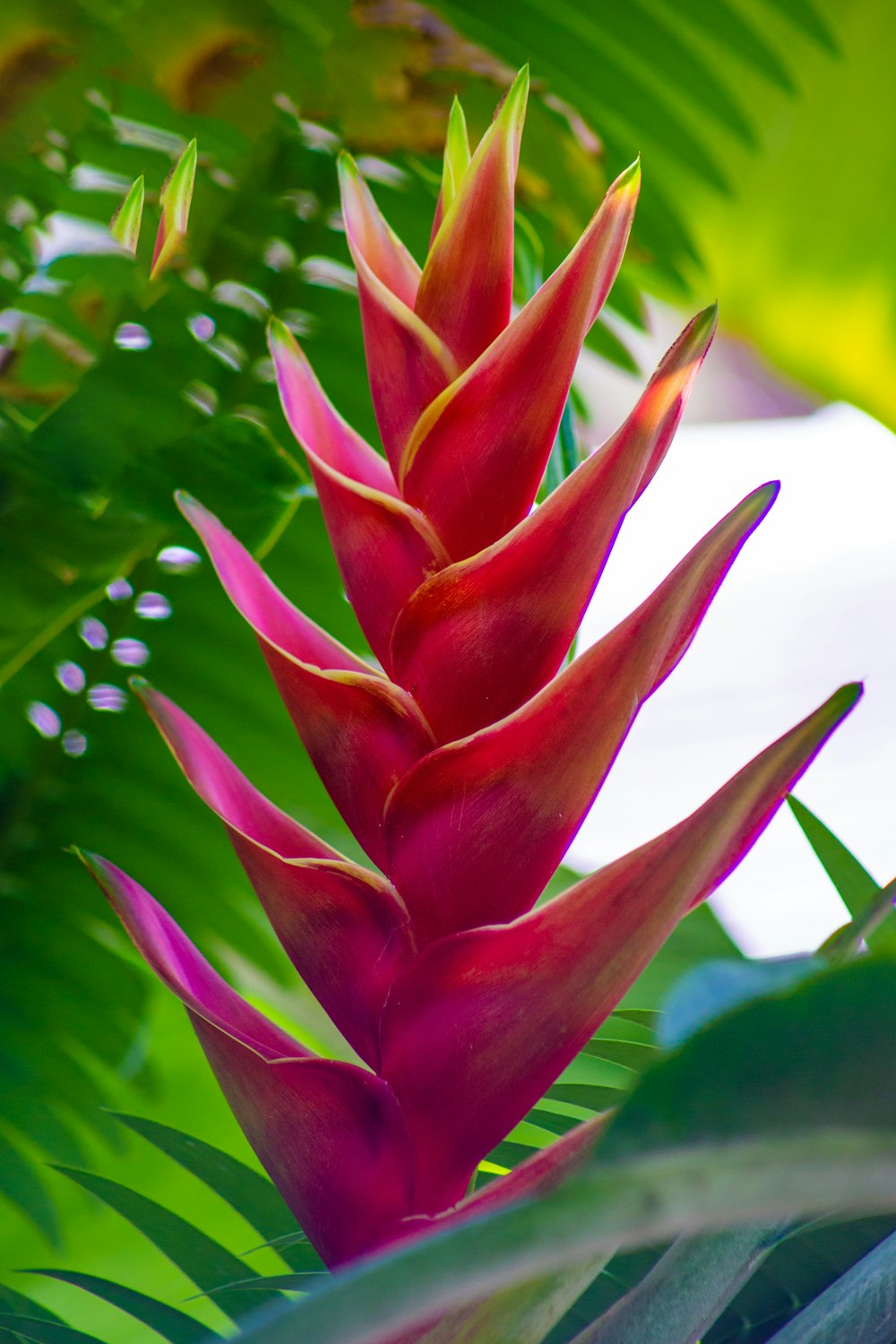 red and pink flower