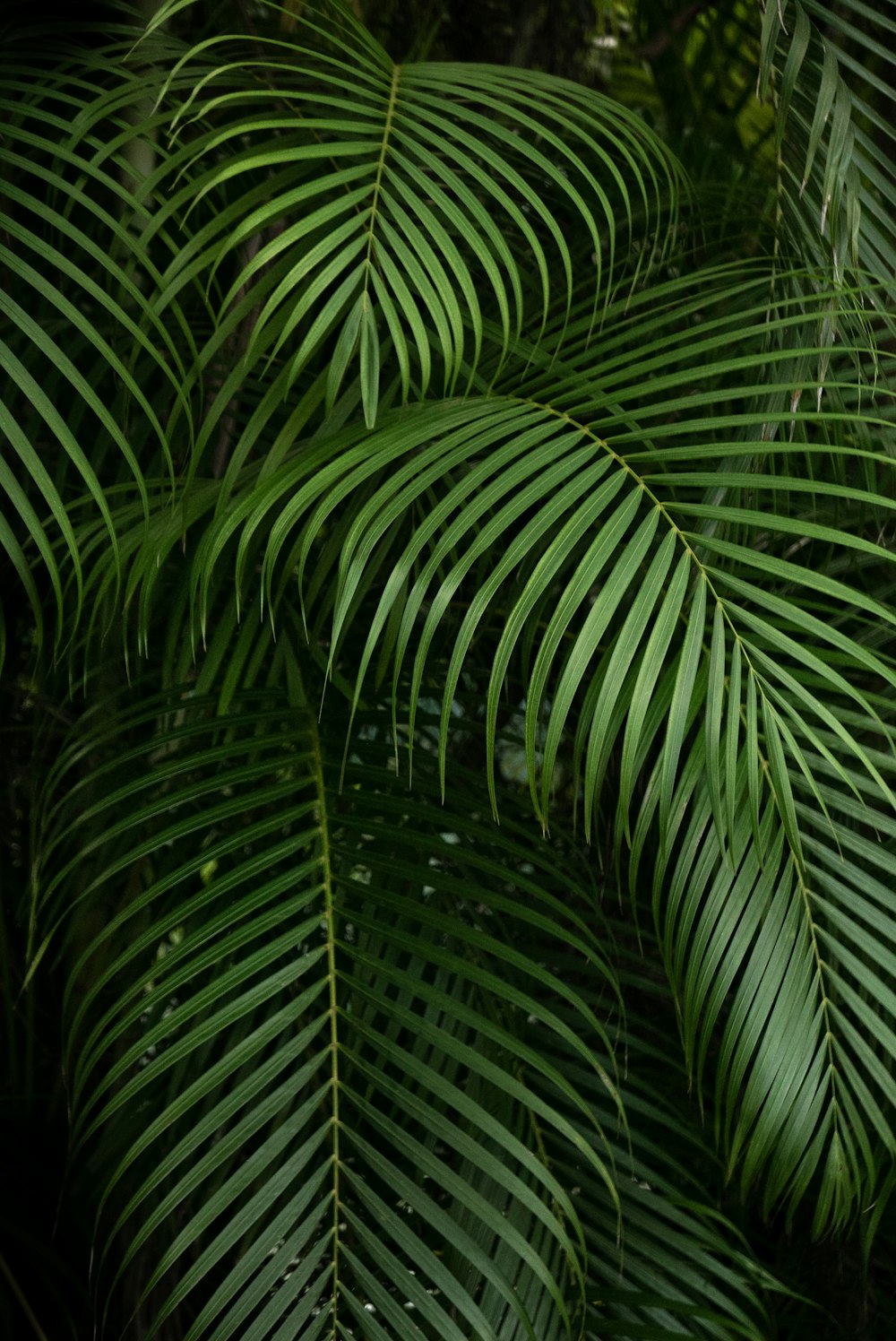 green majesty palm tree