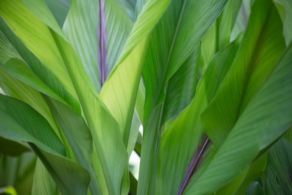 green-leafed plant