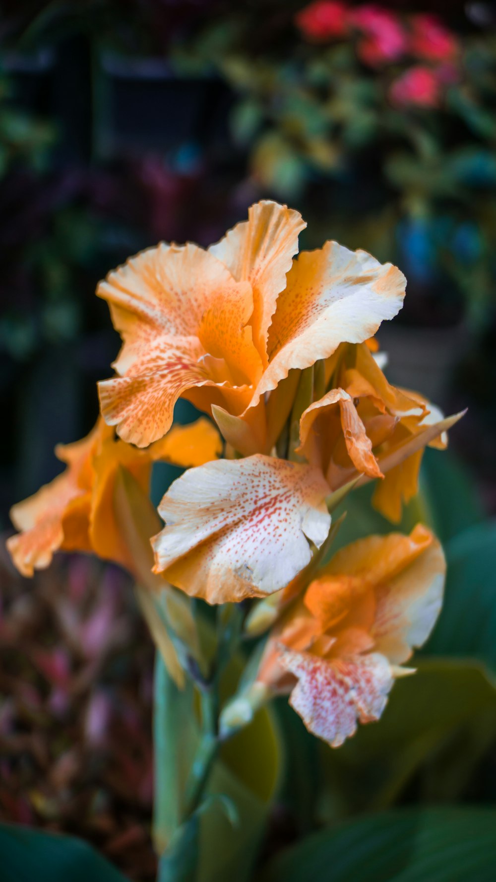 orange flower in bloom