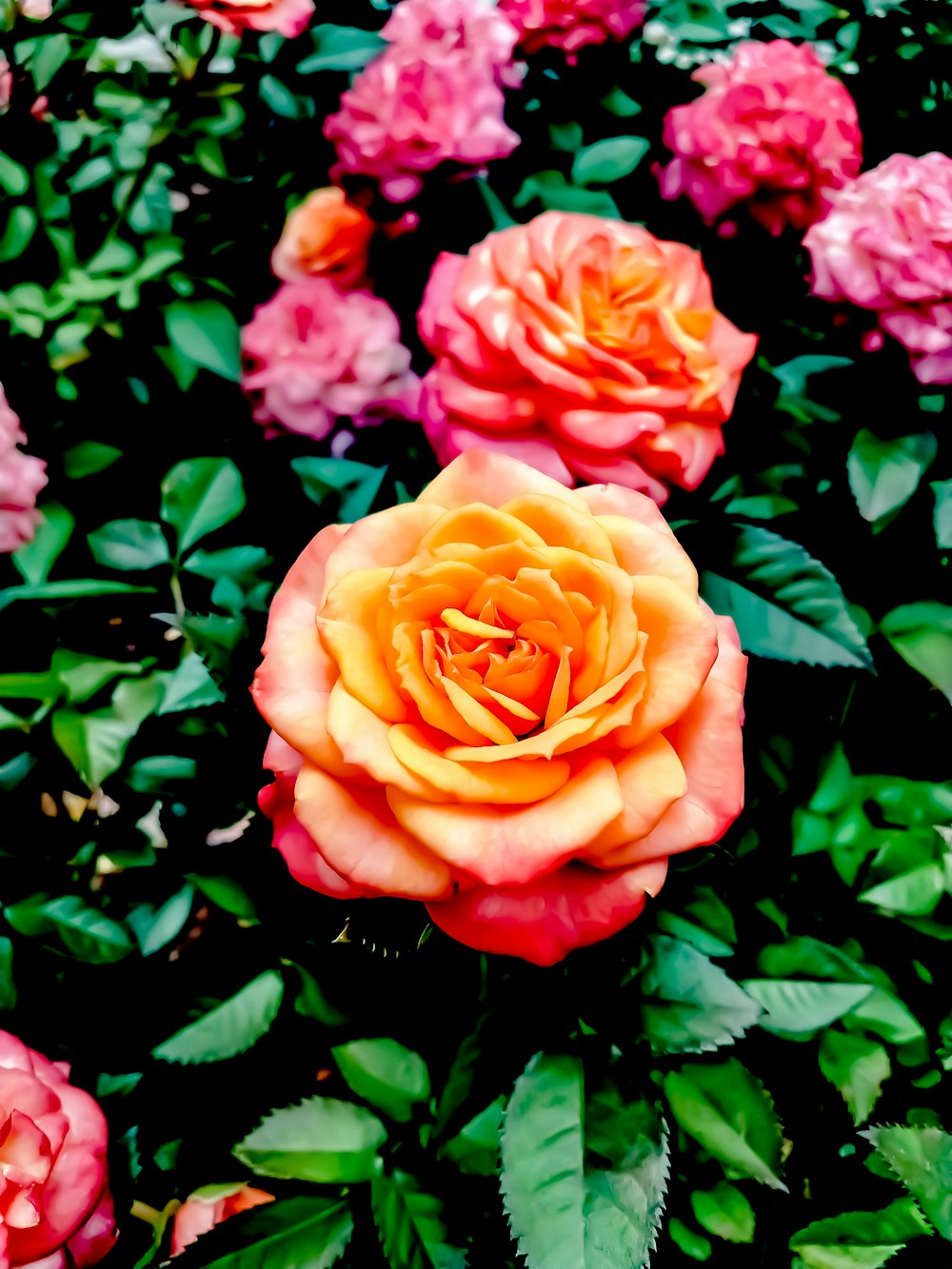 fleurs orange et rose