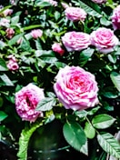 fleuriste à Genève