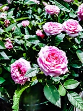 A cluster of vibrant pink roses surrounded by lush green leaves. The petals are delicately layered, showcasing their natural beauty. The foliage appears fresh and healthy, providing a rich contrast to the bright roses.