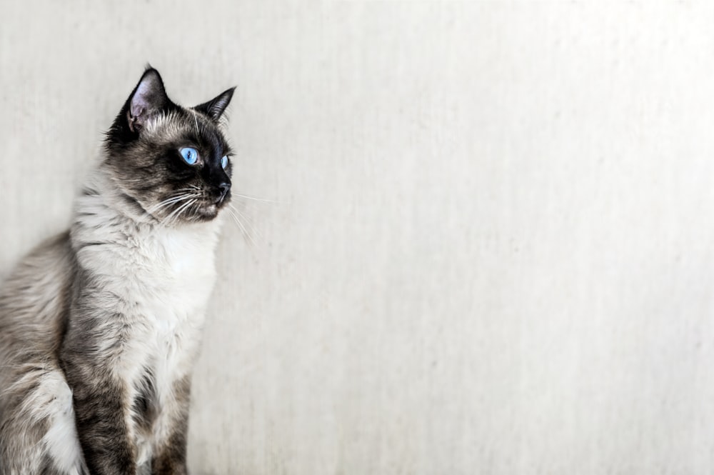 sitting white and black cat