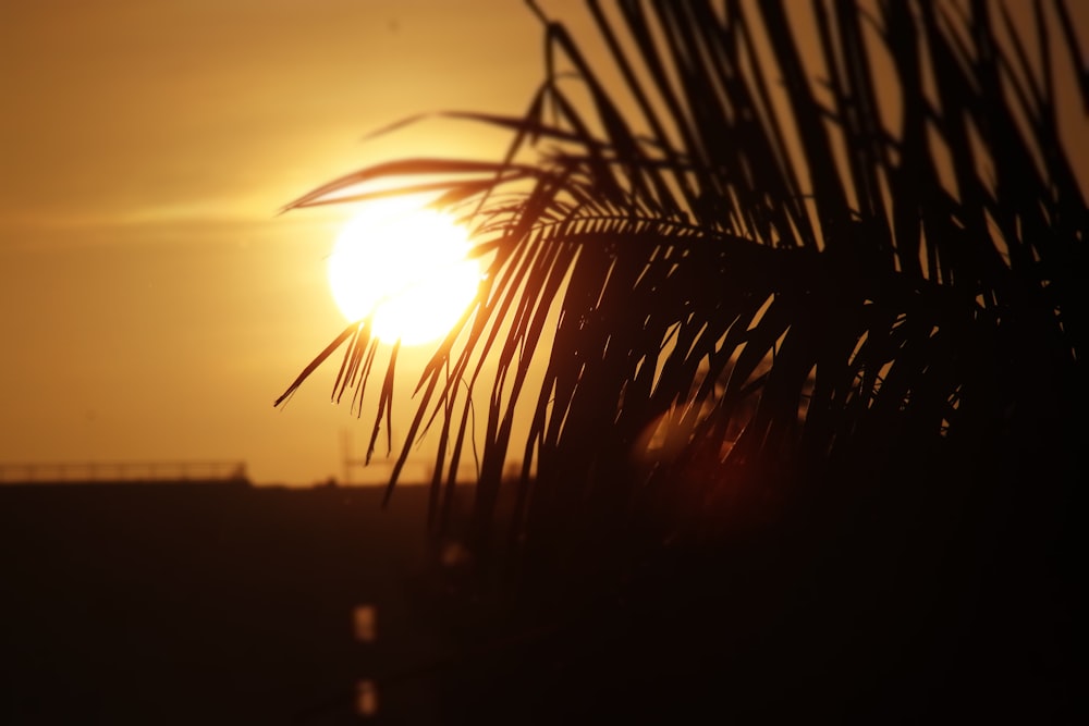 silhouette photo of plants during golden hour