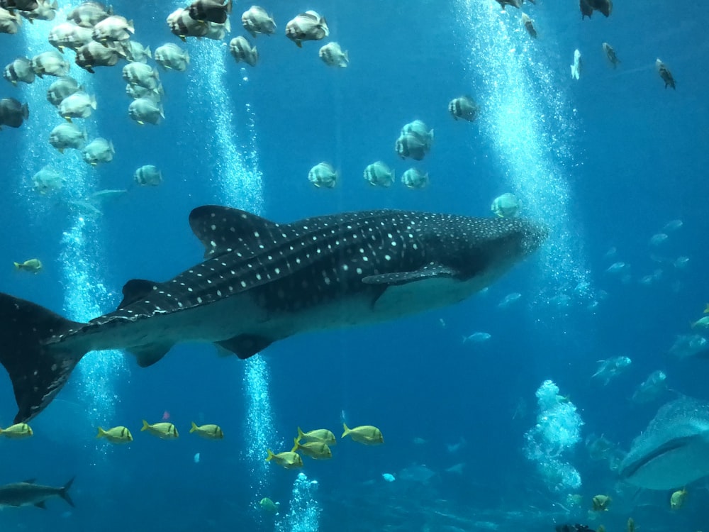 photographie sous-marine de poissons