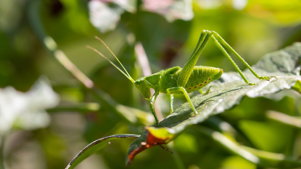 closeup photo of praying mantis on grass