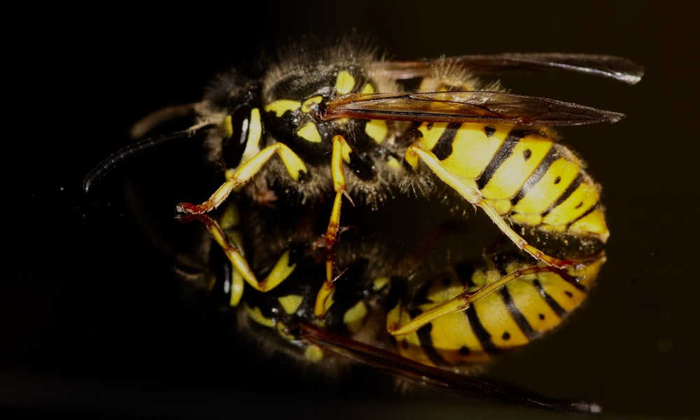 closeup photo of yellow and black bee