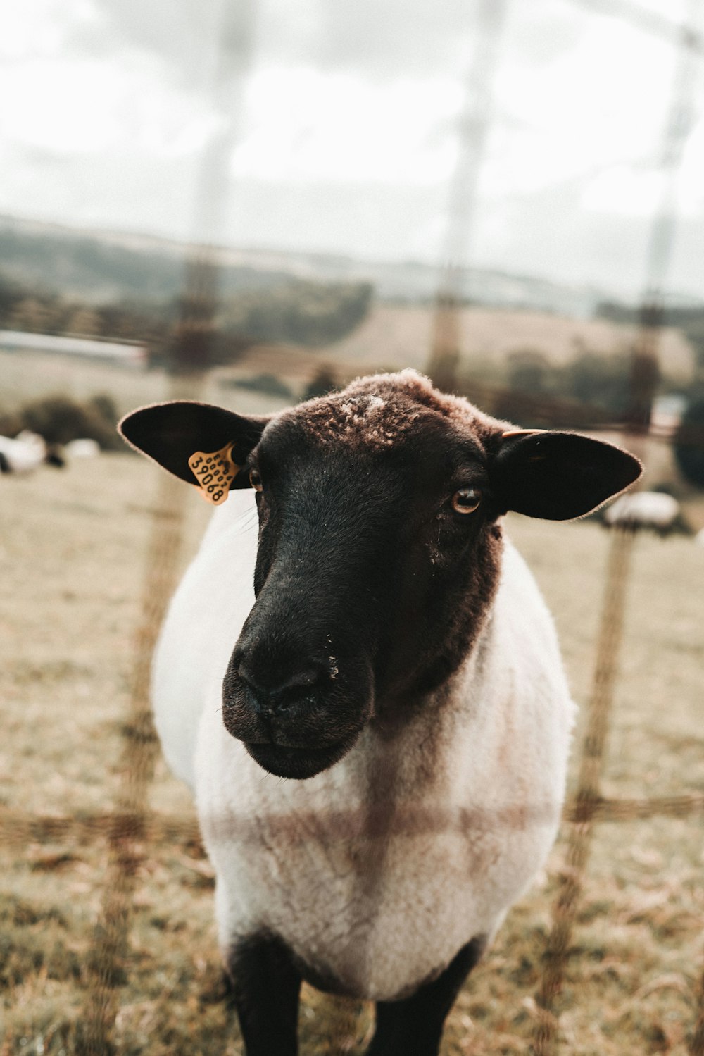 white and brown cow